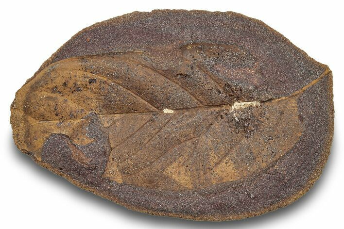 Fossil Leaf (Magnolia?) Nodule - Hell Creek Formation #253022